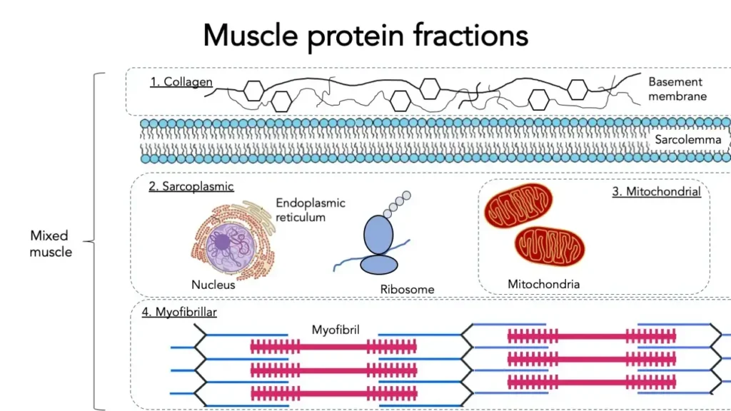 How anabolic steroids improve muscle protein synthesis and recovery.